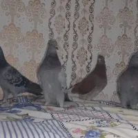 چهار تا نر پرشی