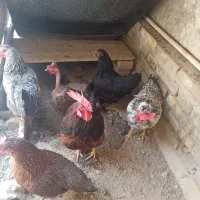 فروش مرغ محلی وخروس محلی