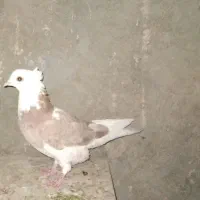 معاوضه جوجه شازده سرور|پرنده|قم, یزدانشهر|دیوار