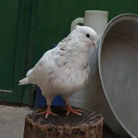 کبوتر طوق|پرنده|مریوان, |دیوار