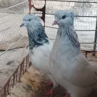 کفتر