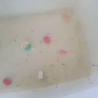 بچه تایگر دوسه نژاد