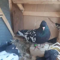 کله اهوازی ذات قدیم|پرنده|اهواز, کوی باهنر|دیوار