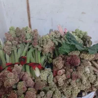 ریواس