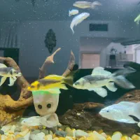 ماهی کوی مایان (کابوتا)