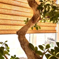 درختچه ، بونسای جنسینگ فیکوس بهمراه ۲عددگلدان لوکس|گل و گیاه طبیعی|تهران, اقدسیه|دیوار