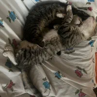 واگذاری گربه dsh|گربه|قائم‌شهر, |دیوار