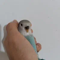 طوطی کوتوله برزیلی دستی جوجه بالغ|پرنده|بجنورد, |دیوار