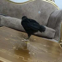 تخم مرغ نطفه دار ابریشمی وجوجه رسمی دوماهه|حیوانات مزرعه|قم, حاج خلیل|دیوار