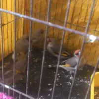 سهره قناری سقا