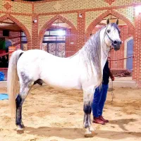 کره ماده از طوفان کیانی