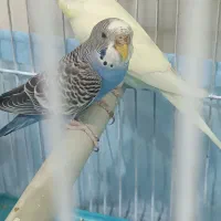 دو عدد مرغ عشق ماده