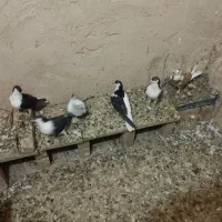 کفتر