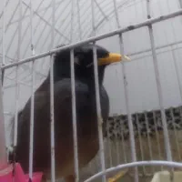 دوتا عروس هلندی ۶ عدد مرغ عشق و یه دونه مرغ مینا|پرنده|تهران, شهرک ابوذر|دیوار