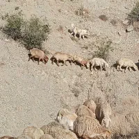 واگذاری|سگ|شیروان (خراسان), |دیوار