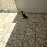 اردک نر