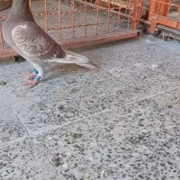 بازرگان شرایط سخت