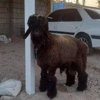 دو عدد میش داشتی با یک نرمیش|حیوانات مزرعه|گتوند, |دیوار