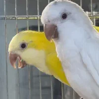 خریـدارم و فروش راهب