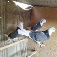 کفتر ابلق|پرنده|قنوات, |دیوار