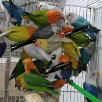 پرورش خانم اقامولد جوجه نرماده کوتوله عروس گرینچیک|پرنده|مشهد, آبکوه|دیوار