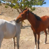 اسب مادیان  ترکمن و سیلمی یورقه و تاخت گوسفندی|اسب و تجهیزات اسب‌سواری|شاندیز, |دیوار