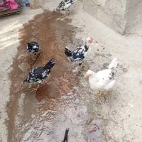 مرغ وخروس  گلین|حیوانات مزرعه|تیکمه داش, |دیوار