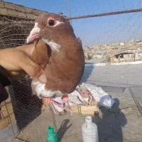 زرد پلنگ وگلی پلنگ