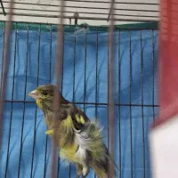 قناری یک سر