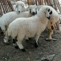 فروش‌ میش جوان بادوتابره نر