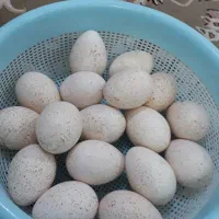 تخم بوقلمون (نطفه دار نمیباشد)