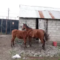 اسب مادیون کرد|اسب و تجهیزات اسب‌سواری|رضوانشهر, |دیوار