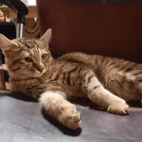 واگذاری گربه DLH|گربه|سنندج, |دیوار