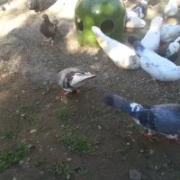 ۶۰تاکفترفروشیامعاوضهباموتورمدارکمهمنیتمیز|پرنده|بابل, |دیوار