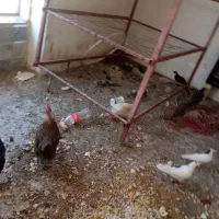 مرغ وخروس تزینی|حیوانات مزرعه|اصفهان, امامزاده اسماعیل|دیوار