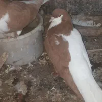 ساده زرد نر|پرنده|نیشابور, شهرک اندیشه|دیوار