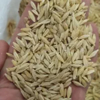 خرید گندم  و جو  دامی