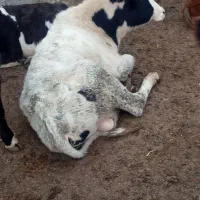 گوساله آرد خور