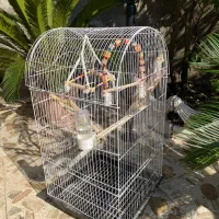 عروس هلندی|پرنده|لشت نشا, |دیوار