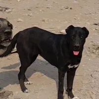 سرابی و خراسانی|سگ|اسلام‌شهر, شهرک واوان|دیوار