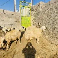 فروش ۶راس میش درجه یک|حیوانات مزرعه|دهدشت, |دیوار