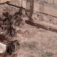 فروش جوجه بوقلمون برنز انگلیسی