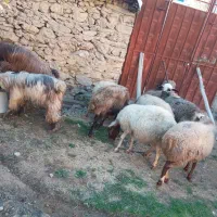 ۱۰ راس گوسفند شیره دار و ۲ راس خرت شیره دار|حیوانات مزرعه|مریوان, |دیوار