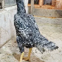 مرغ اوشامو|حیوانات مزرعه|قلعه نو, |دیوار