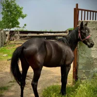 مادیان ترکمنی|اسب و تجهیزات اسب‌سواری|آزادشهر, |دیوار