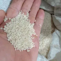 برنج چمپا باغ‌ملک