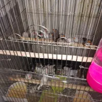 فنچ|پرنده|مشهد, کوی ولیعصر|دیوار