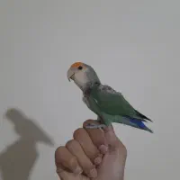 قبول و واگذاری انواع پرنده