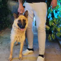 سگ ژرمن