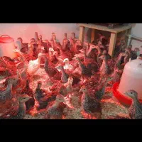 جوجه بوقلمون برنز انگلیس سینه پهن یک ماهه|حیوانات مزرعه|شیروان (خراسان), |دیوار